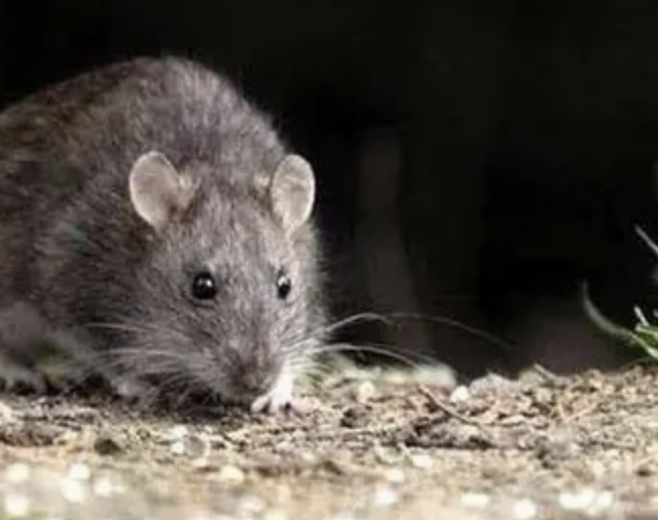 Neuquén: confirmaron un nuevo caso de hantavirus