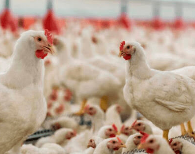 Gripe aviar: Francia sacrifica 16 millones de aves de corral