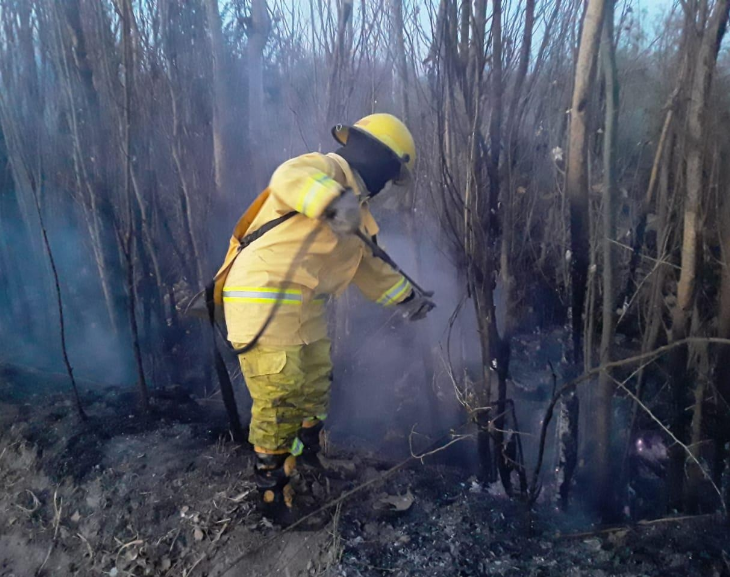 Terrible incendio: tardó 5 horas en apagarse y consumió más de 150 árboles