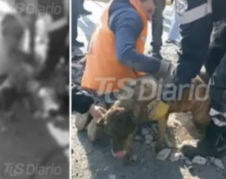Trabajadores municipales rescataron a un perrito de un pozo y fueron aplaudidos por vecinos 