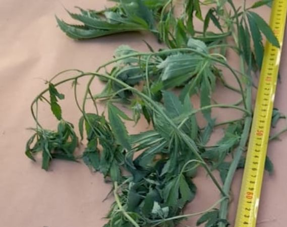 Operativo: encontraron 18 plantas de marihuana en una casa