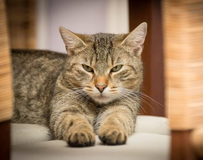 Una nena fue atacada por un gato y debió ser hospitalizada