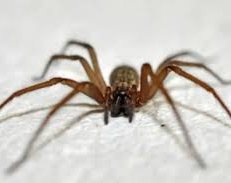 Un hombre de 52 años fue picado por una araña de rincón y a los tres días murió