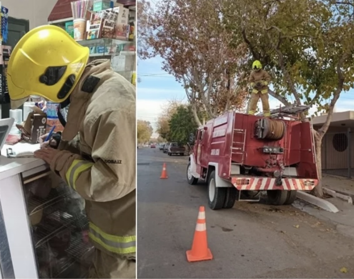 Pidieron ayuda por un gatito que se subió en un árbol y luego fue adoptado