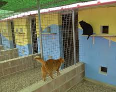 El primer hotel para gatos abrió en San Juan