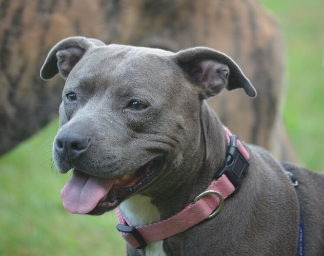 Un pitbull atacó a una beba de siete meses y le provocó heridas de gravedad