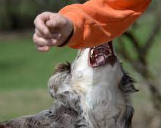 Un nene fue atacado por un perro y debió ser internado 