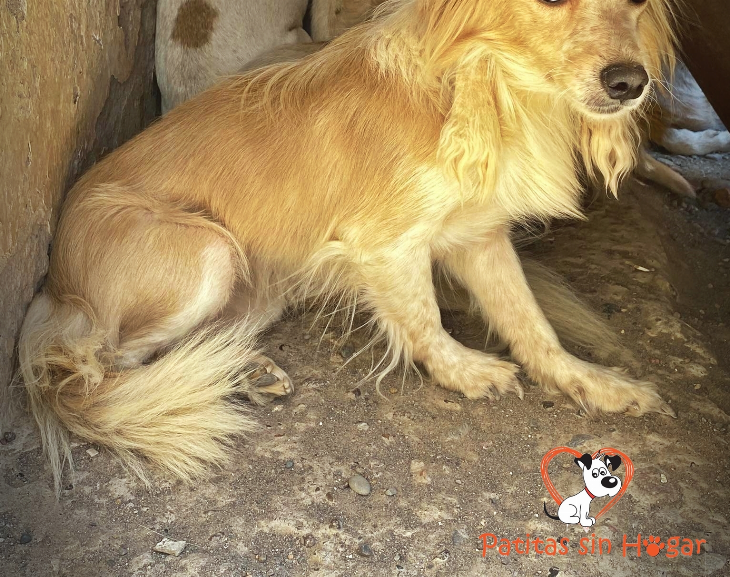 Santa Lucía: rescataron animales hacinados en una casa