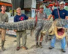 "Fue un pandemonio": atraparon un cocodrilo del tamaño de un monstruo de película