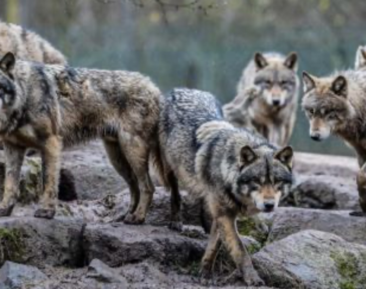 Advierten que es un "peligro" la reaparición de manadas de lobos en Europa