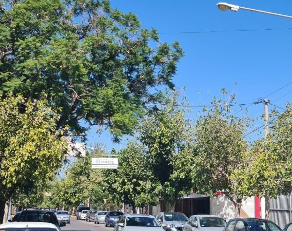 Alarma: Por la sequía, San Juan perdió el 20% del arbolado público
