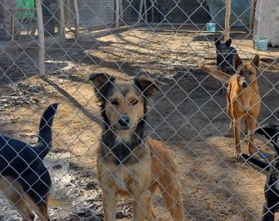 Cierra el primer refugio para animales abandonados en San Juan y buscan que adopten a los animales urgente 