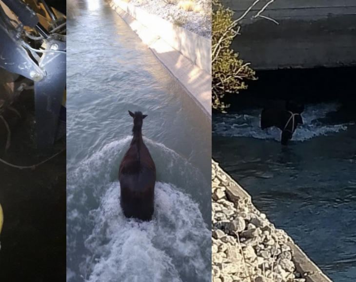 Bomberos Voluntarios rescataron a un caballo que cayó en un canal 