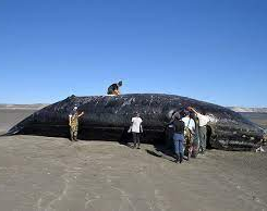 Misterio en Chubut: ya son 10 las ballenas encontradas muertas