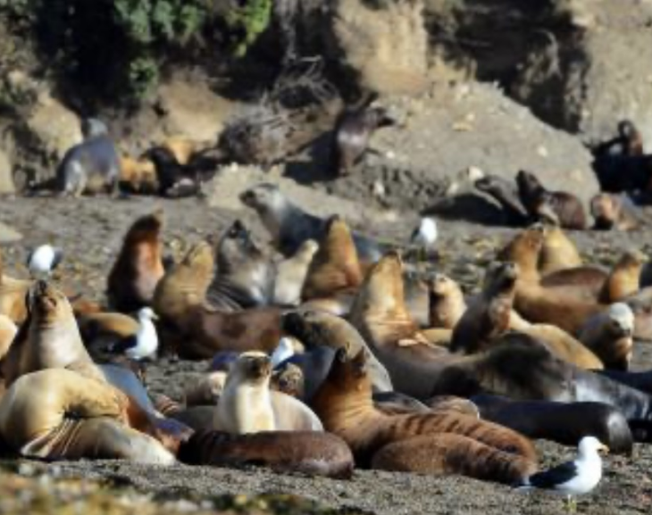 Investigan si una decena de lobos marinos de Necochea murieron por influenza aviar