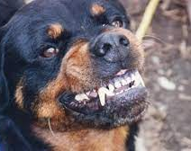 Una nena terminó en el hospital tras ser mordida en la cara por un perro