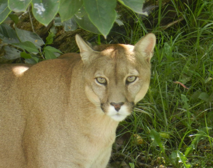 En Ullum apareció un puma y genera terror