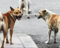 Un hombre fue salvajemente atacado por tres perros