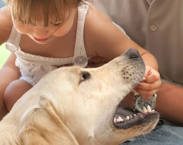 Un perro mordió a una pequeña de 1 año y medio 