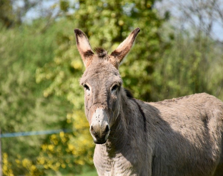 Un menor debió ser internado luego de ser pateado por un burro