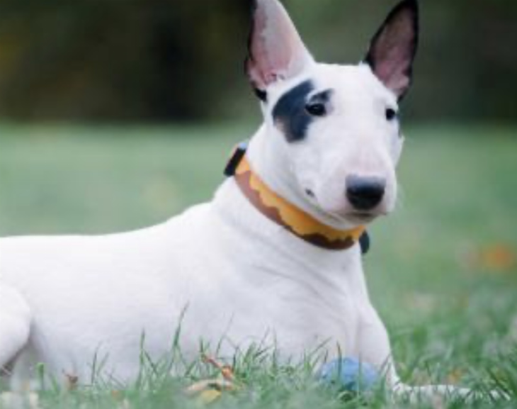 Una nena de un año y medio, grave por el ataque de un perro bull terrier