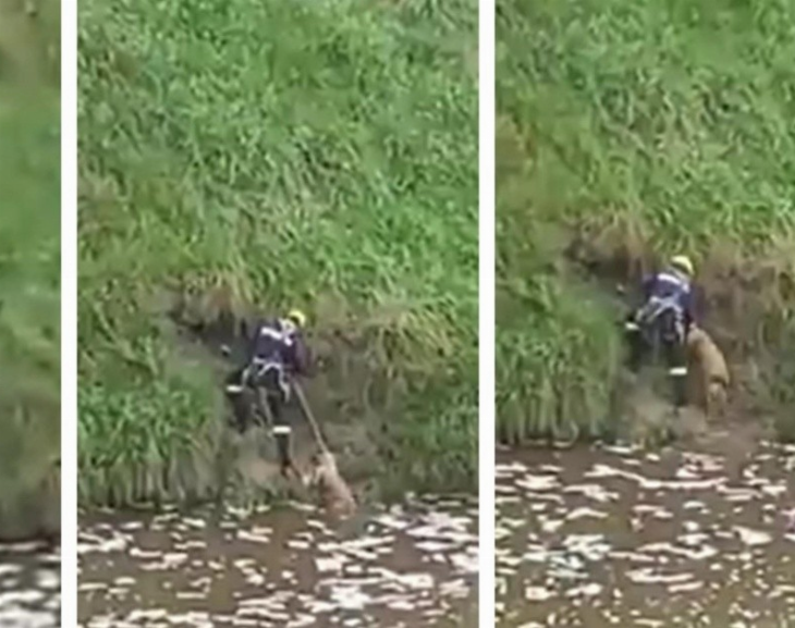 En un dramático operativo, grabaron el rescate de un perro de un arroyo