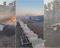 Se incendiaron colmenas de abejas en Santa Lucía 