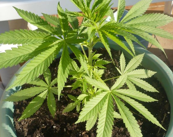 Le entraron a robar, denunció el hecho y  le descubrieron una planta de marihuana