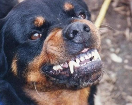 Una nena de 3 años fue víctima de un ataque de un perro 