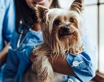 Una fuerte bacteria está atacando a los perros. Mirá de que se trata 