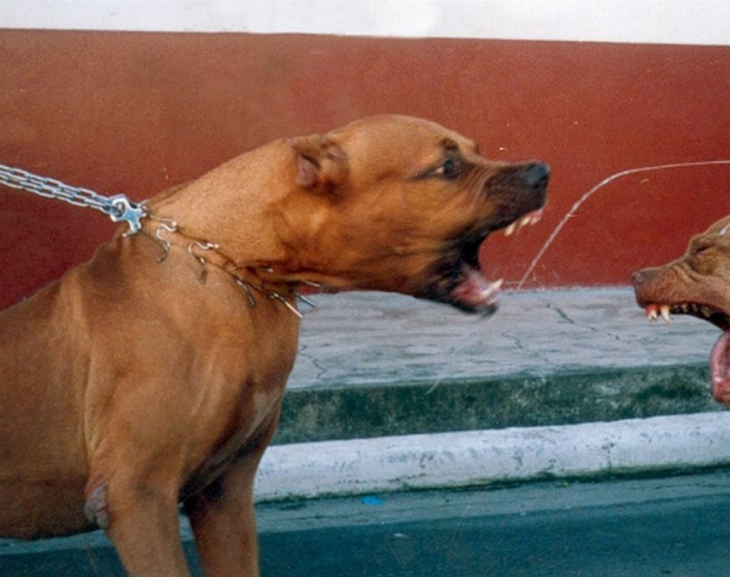 El Gobierno ofrece chipeo de perros "peligrosos" gratuito pero los sanjuaninos no se inscriben