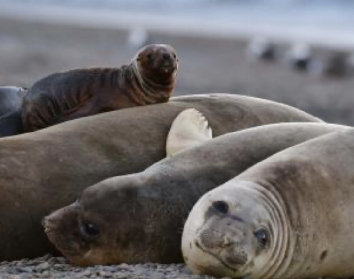 Cerraron la escollera sur de Mar del Plata por la llegada de gripe aviar en lobos marinos
