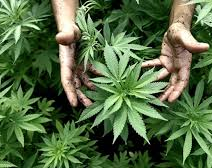 Estados Unidos indultará a todos los condenados por posesión de marihuana