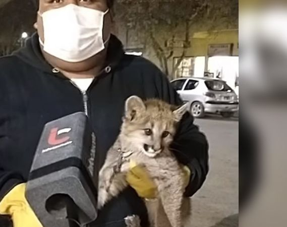 Rescataron un cachorrito de puma  a punto de ser vendido