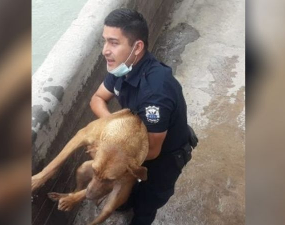 Un policía se convirtió en héroe al rescatar a un perro de un canal