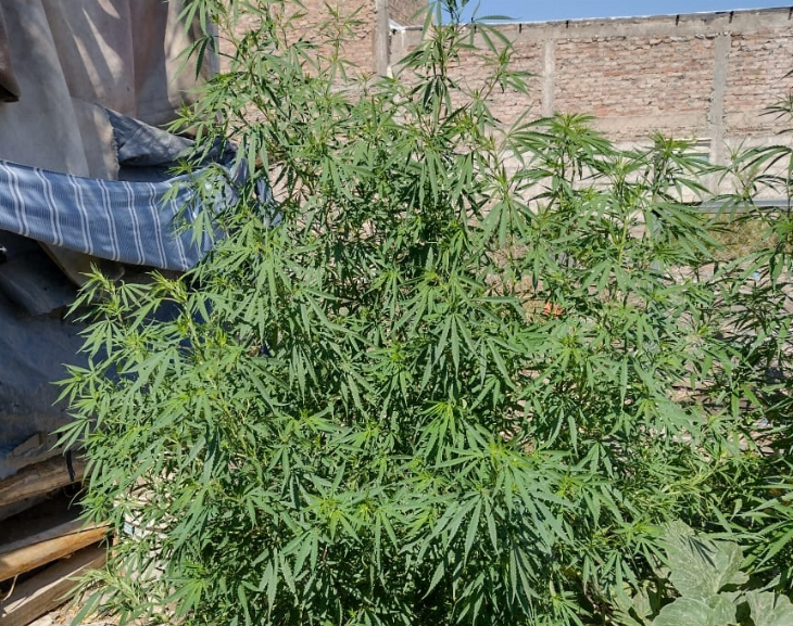 Buscaban ladrones y  encontraron una plantación de marihuana