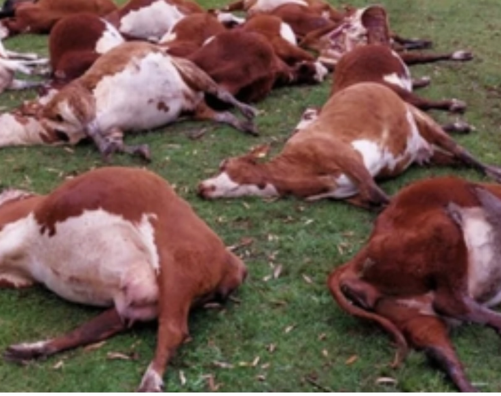 Alerta en Corrientes por la muerte de 240 vacas por nitratos tóxicos