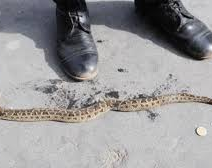 Encontraron una serpiente en el interior de una escuela primaria de Jáchal 