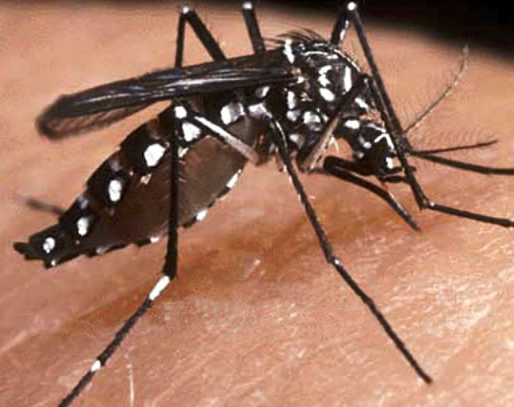 Dengue: Tres muertes en Tucumán y casos en aumento en todo el país
