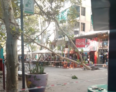 Cayó un árbol en la peatonal y generó temor entre los sanjuaninos