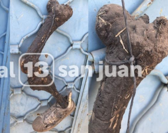 Macabro: encontraron huesos de una pierna con zapatilla colgados en un portón