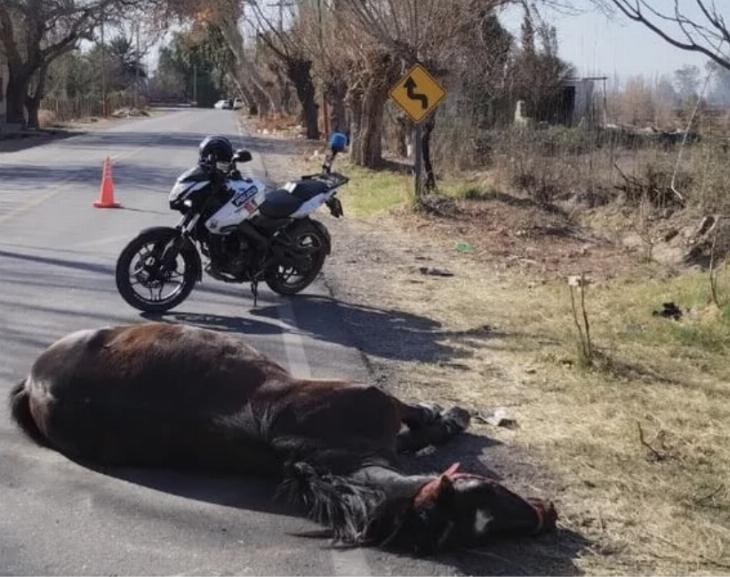 Un vehículo atropelló un caballo y el animal murió 