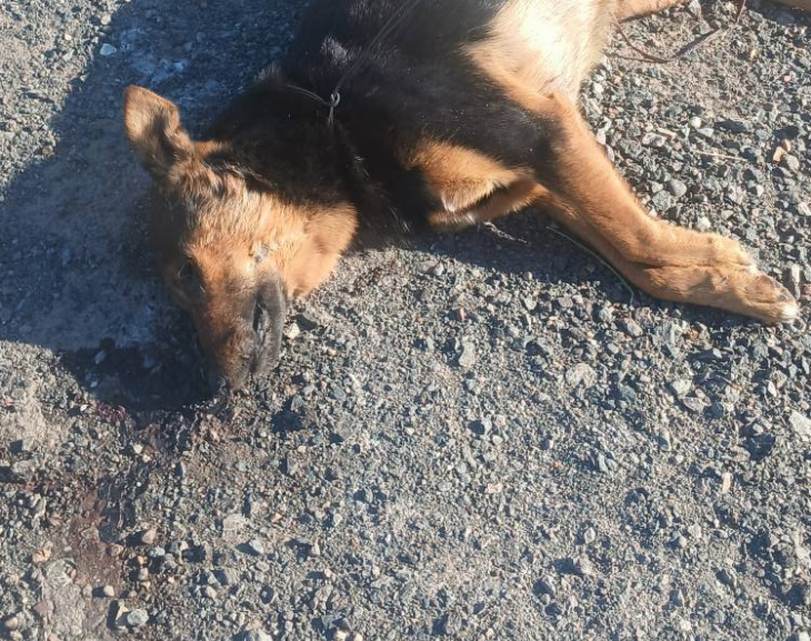 Macabro hallazgo en 9 de Julio: un perro fue asesinado con saña y nadie da respuestas