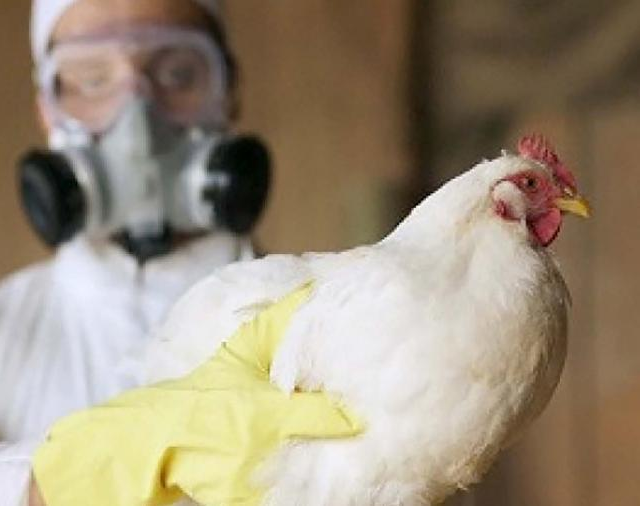 Argentina volvió a ser país libre de influenza aviar