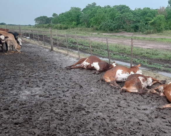 Formosa: un rayo mató a 65 terneros en un corral