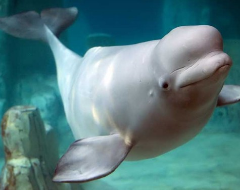 Una ballena blanca en París: Bomberos intentan rastrearla