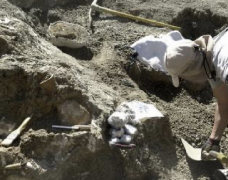 Hallaron en Chubut el esqueleto de un gigante marino que convivió con los dinosaurios