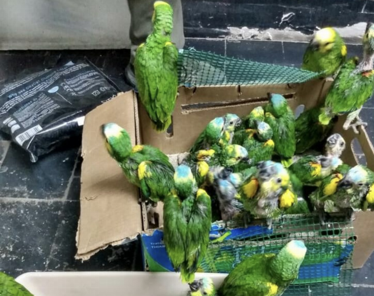 Detienen a dos personas por la venta ilegal de loros 