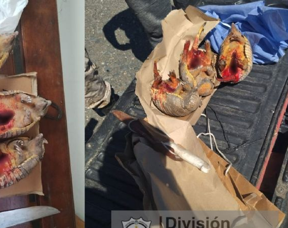 Atrapado: un sanjuanino mató y faenó 3 armadillos gigantes