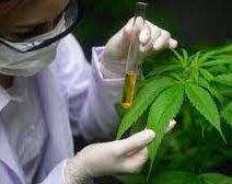 Confirmaron que en San Juan no se construirá el laboratorio de Cannabis Medicinal